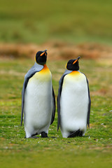 Obraz premium Pair of penguins. Mating king penguins with green background in Falkland Islands. Pair of penguins, love in the nature. Beautiful penguins in the nature habitat. Two birds in the grass.