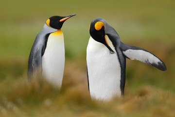 Fototapeta na wymiar Pair of penguins. Mating king penguins with green background in Falkland Islands. Pair of penguins, love in the nature. Beautiful penguins in the nature habitat. Two birds in the grass. Two penguins.