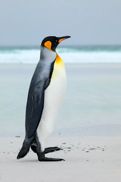 Big King penguin jumps out of the blue water while swimming through the ocean in Falkland Island. Wildlife scene from nature. Funny image from the ocean. Wild bird in the water.