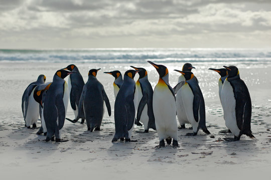 Group of penguins, going from white sand to sea, artic animals in the nature habitat, dark blue sky, Falkland Islands. Wildlife scene from wild nature, king penguins. Beautiful light with nice clouds.