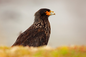 Caracara in the nature habitat. Detail portrait of caracara. Portrait of birds of prey Strieted caracara, Phalcoboenus australis. Caracara sitting in the grass in Falkland Islands, Argentina.