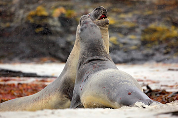 Elephant seal, Mirounga leonina, fight on the sand beach. Elephant seal with rock in the background. Two big sea animal in the nature habitat in Falkland. Elephant seal in nature. Fight on the beach.