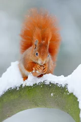 Foto op Plexiglas Squirrel with big orange tail. Feeding scene on the tree. Cute orange red squirrel eats a nut in winter scene with snow, Czech republic. Wildlife scene from snowy nature. Animal behaviour. © ondrejprosicky