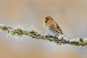Garden bird Common Linnet, Carduelis cannabina, songbird sitting on the nice lichen tree branch, Czech. Bird in nature. Spring tit with beautiful morning light. Songbird in the nature habitat.