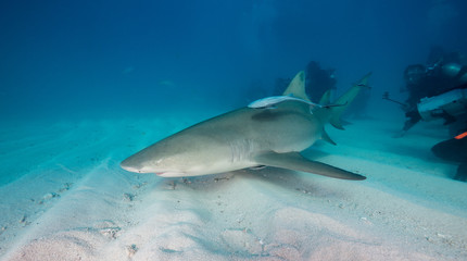 Fototapeta premium Lemon shark on a sandy bottom, Tiger Beach, Bahamas.
