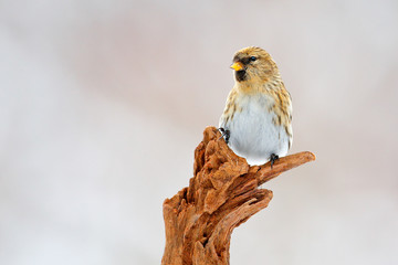 Garden bird Common Linnet, Carduelis cannabina, songbird sitting on the nice lichen tree branch,...