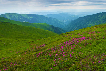 Panorama of valley among majestic green rugged mountain hills covered in green lush grass. Many pink blossoming rhododendron flowers. Summer day in June. Marmarosh, Carpathian mountains, Ukraine