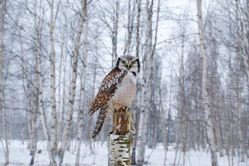 Hawk Owl in nature forest habitat during cold winter. Wildlife scene from nature. Birch tree forest with bird. Owl, snow Finland. Nature of north Europe. Snowy winter scene with hawk owl, Surnia ulula