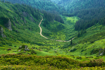 Naklejka premium Winding road in the valley among majestic green rugged hills covered in lush grass, bushes, forest. Herd of sheep grazing in the distance. Summer day in June. Marmarosh, Carpathian mountains, Ukraine