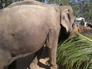 Fototapeta premium The elephant, the leaves
