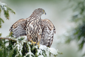 Northern Goshawk landing on spruce tree during winter with snow. Wildlife scene from winter nature. Bird of prey in the forest habitat. Goshawk on spruce tree, Germany