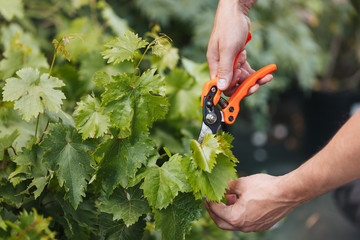 cropped shot of gardener hands cutting green leaves with pruning shears