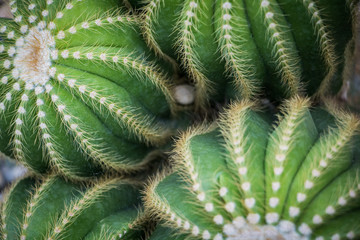 Closeup of a cluster of green succulents.