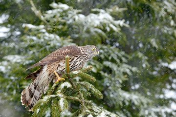 Goshawk in winter forest. Northern Goshawk landing on spruce tree during winter with snow. Wildlife scene from winter nature. Bird of prey in the forest habitat. Goshawk on spruce tree, Germany