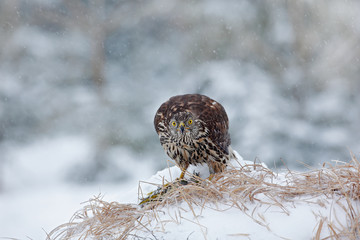 Bird with catch green woodpecker. Bird of prey Goshawk kill bird and sitting on the snow meadow with open wings, blurred snowy forest in background. Wildlife scene from Germany nature.