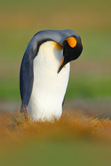 Obraz premium King penguin, Aptenodytes patagonicus sitting in grass and cleaning plumage, Falkland Islands. Wildlife scene from wild nature. Penguin in the nature habitat.