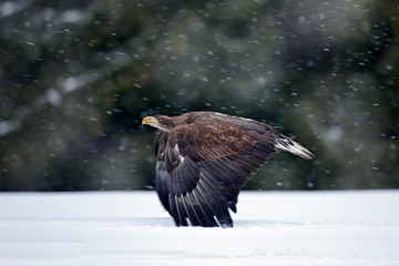Bird of prey White-tailed Eagle flying in the snow storm with snow flake during winter. Eagle in fly . Action wildlife scene from nature.