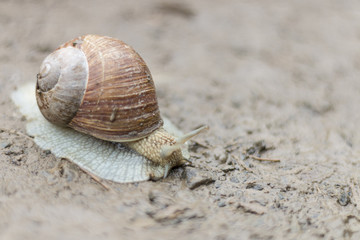 Snail gliding on the ground after rain. Macro close-up blurred background. Short depth of focus. Latin name: Arianta arbustorum