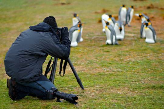 Photographer in king penguin colony. Group of King penguins, animals in the nature habitat, dark blue sky, Falkland Islands. Man with birds. Travelling in South America. Holiday in Falkland Islands.