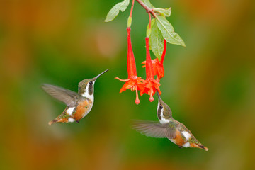 Fototapeta premium Two small hummingbird with red flower. Flying small hummingbird Purple-throated Woodstar, clear green and orange background, Ecuador. Birds in fly, exotic tropic forest. Wildlife scene from nature.