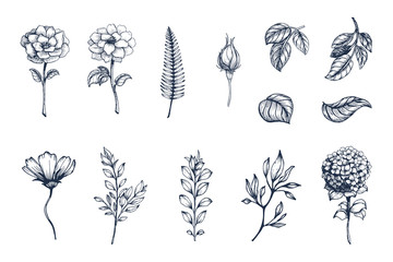 Vector collection of hand drawn plants. Botanical set of sketch flowers,  branches and leaves - 167217038