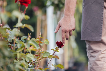 selective focus of male hand touching red rose in garden