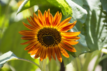 オレンジ色のひまわり