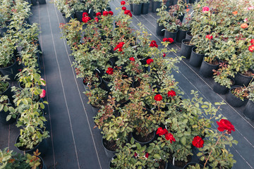 high angle view of red roses potted in flowerpots in greenhouse
