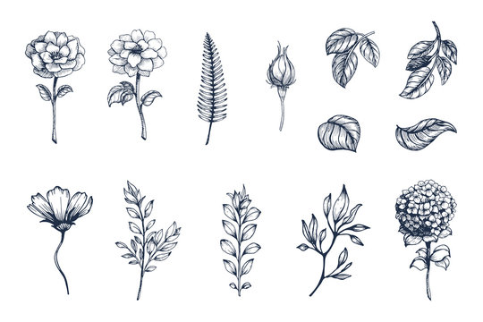Vector collection of hand drawn plants. Botanical set of sketch flowers,  branches and leaves