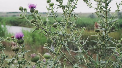 Agrimony flower with spider web sway in the wind. Summer meadow.