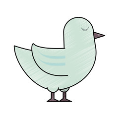 bird vector illustration