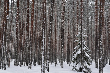 Winter forest in Russia