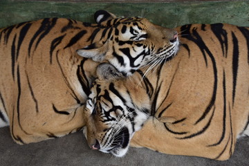 Two sleeping tigers