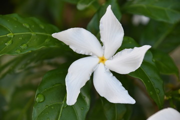 White flower