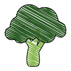broccoli vector illustration