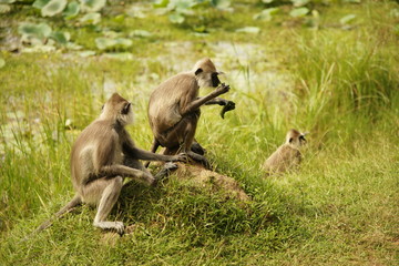 Monkeys in a wildlife