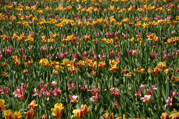 Tulips field
