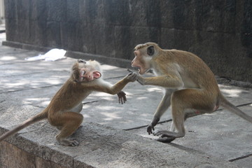 Fighting monkeys
