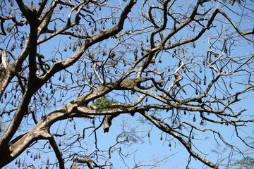 Sleeping bats on a tree