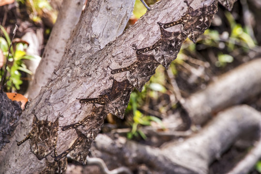 Morcego-narigudo (Rhynchonycteris naso) | bat