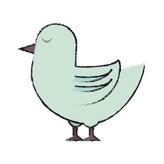 bird vector illustration