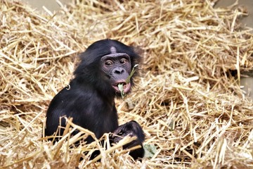 Schimpanse. Menschanaffe. Bonobo.