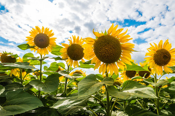 Obraz premium Detail of very beautiful fresh sunflower growth on big field