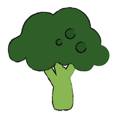 broccoli vector illustration