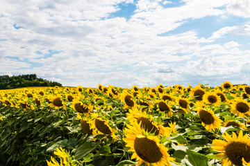 Obraz premium Detail of very beautiful fresh sunflower growth on big field