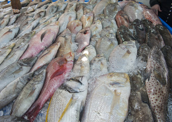 Collection of fish on display in traditional open air market