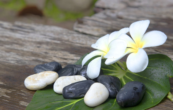 Fototapeta Background with white tropical plumeria flowers on turquoise wooden background. Selective focus