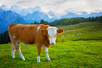 Fototapeta na wymiar cow in a meadow in the Alps , Italy