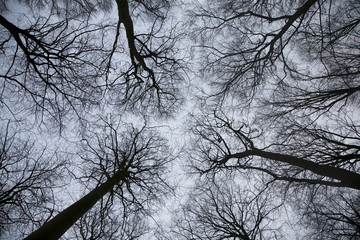 Naked trees on grey sky - 167221819