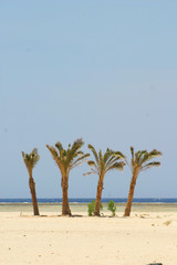 Palm trees on beach - 167221895